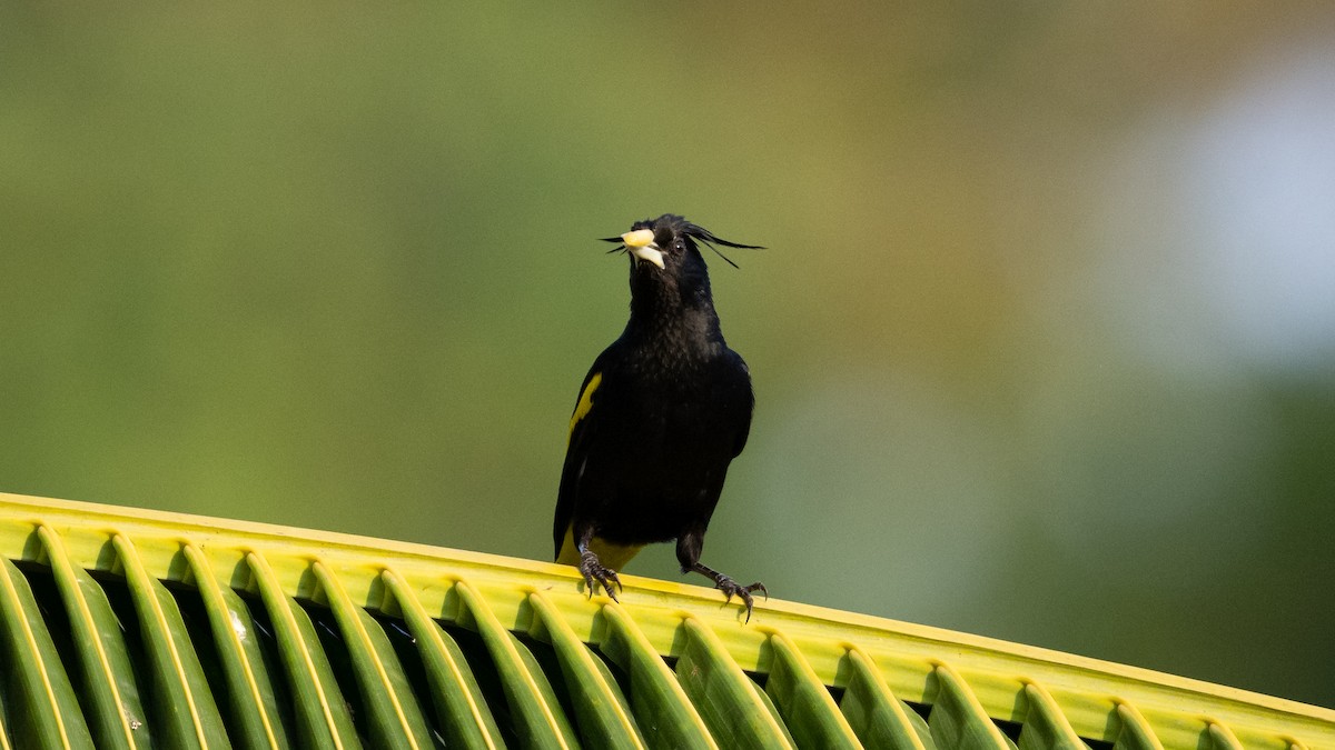 Yellow-winged Cacique - ML614497139