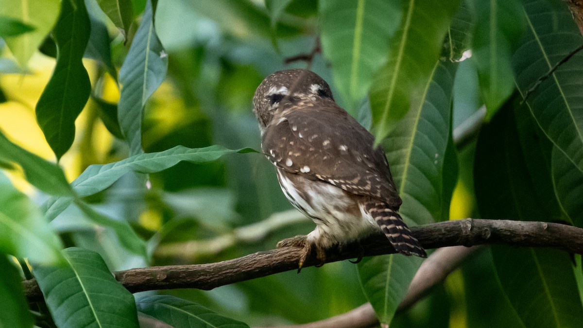 Ferruginous Pygmy-Owl - Mathurin Malby