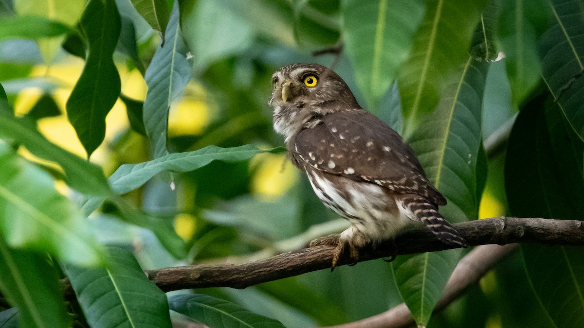 Ferruginous Pygmy-Owl - Mathurin Malby