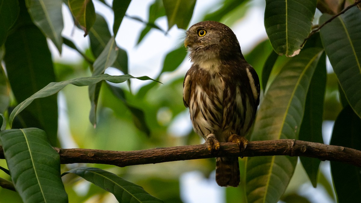 Ferruginous Pygmy-Owl - Mathurin Malby