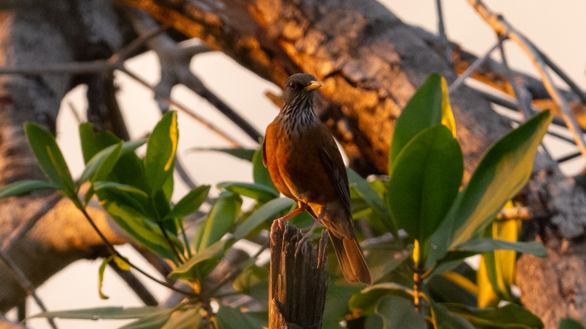 Rufous-backed Robin - Mathurin Malby