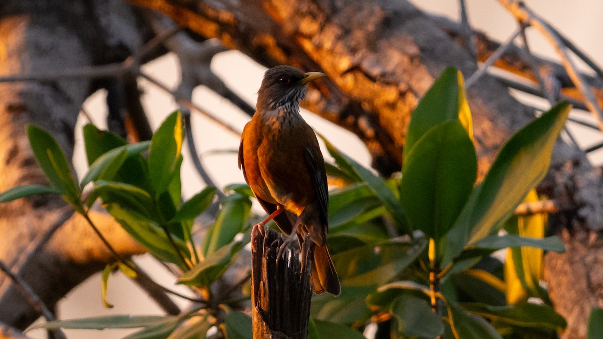 Rufous-backed Robin - Mathurin Malby