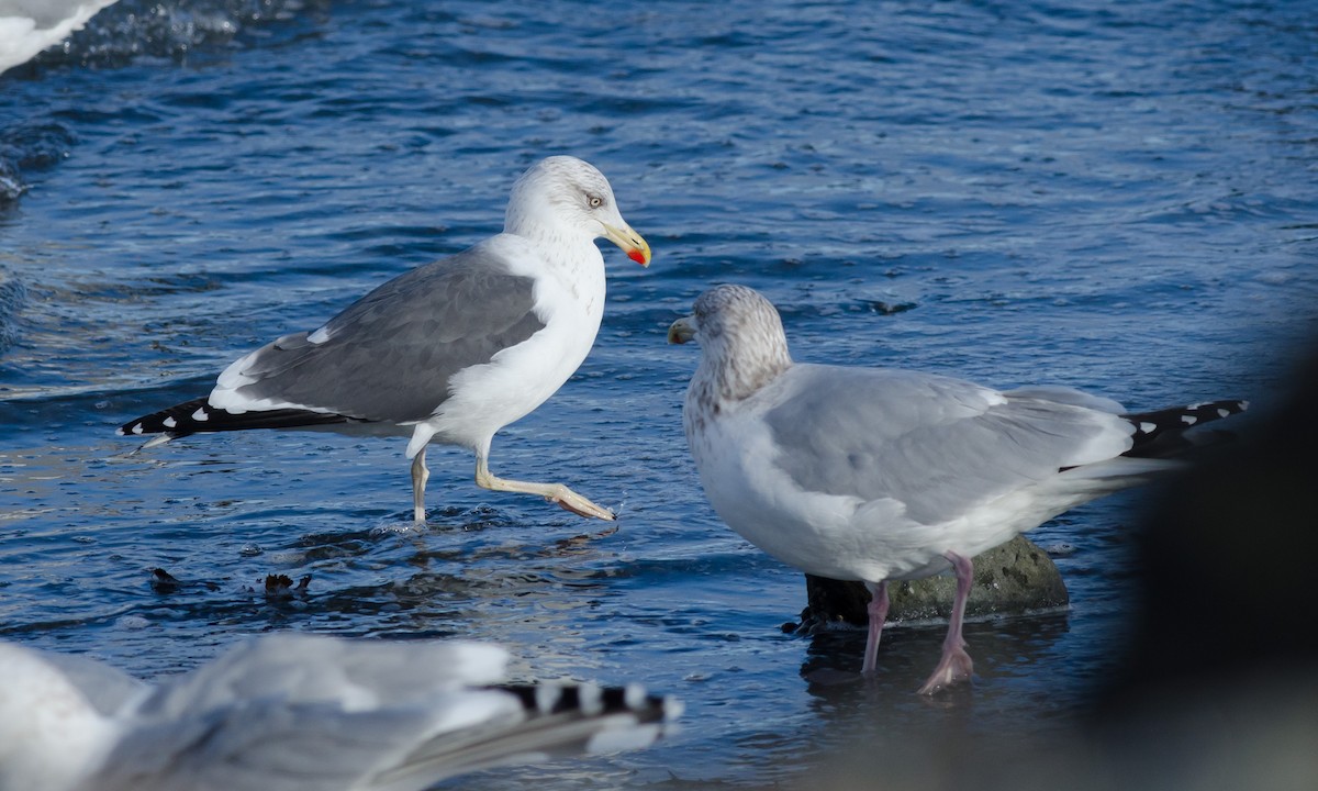 Lesser Black-backed Gull - ML614497192