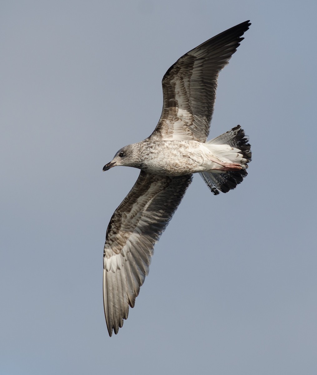 Lesser Black-backed Gull - ML614497213