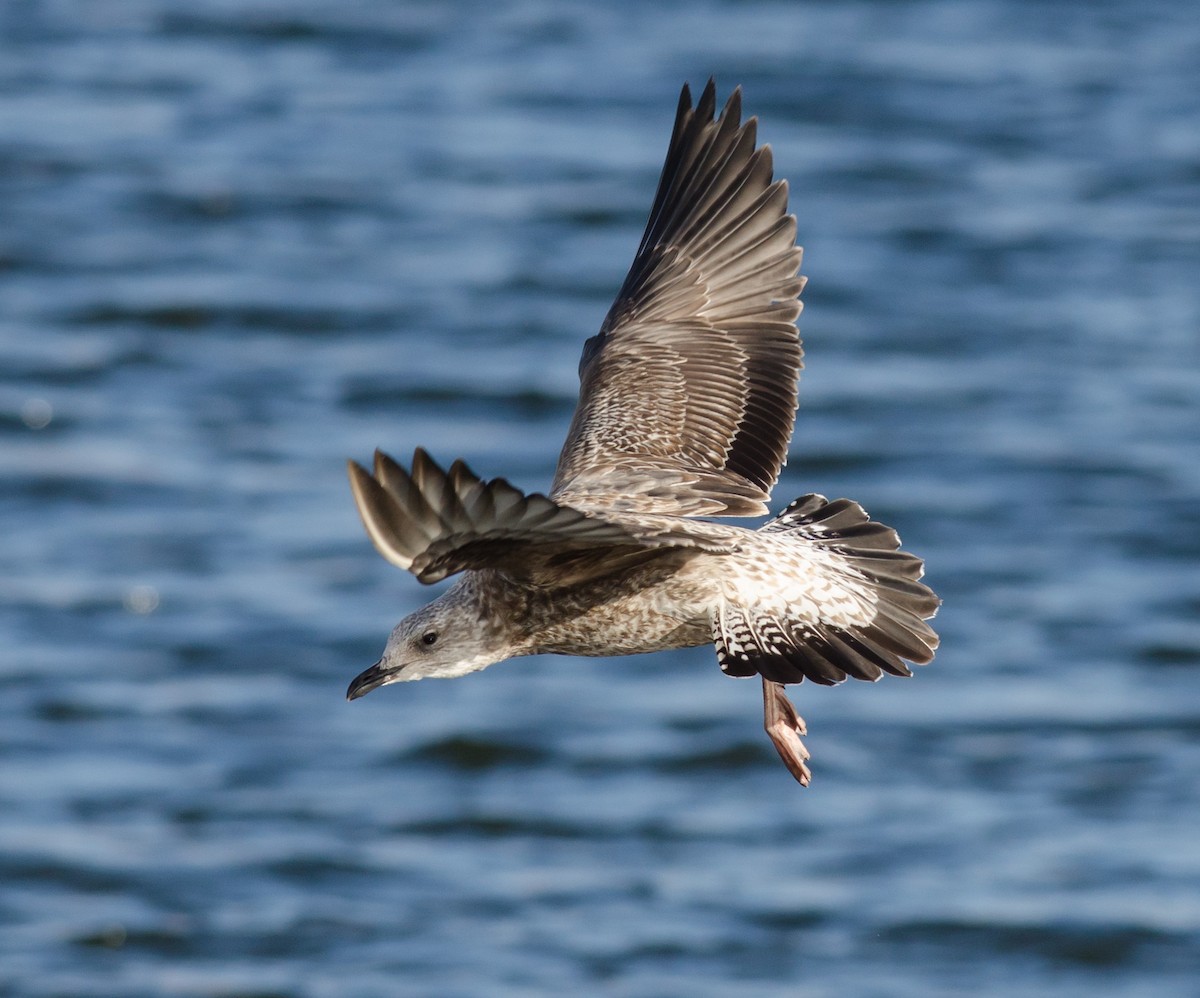 Lesser Black-backed Gull - ML614497214