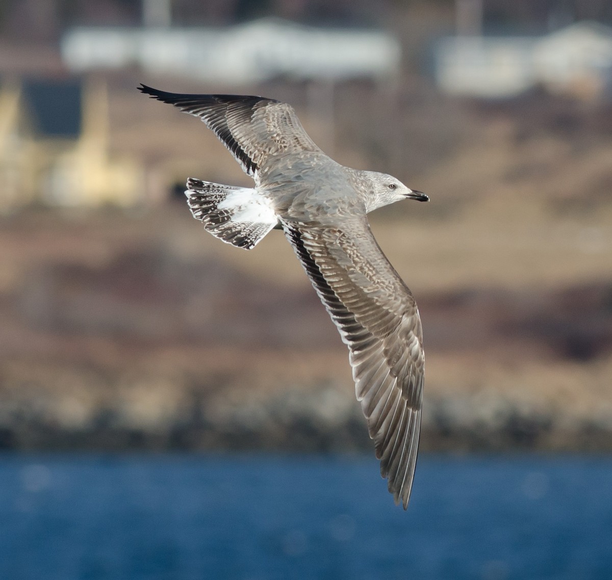 Lesser Black-backed Gull - ML614497215