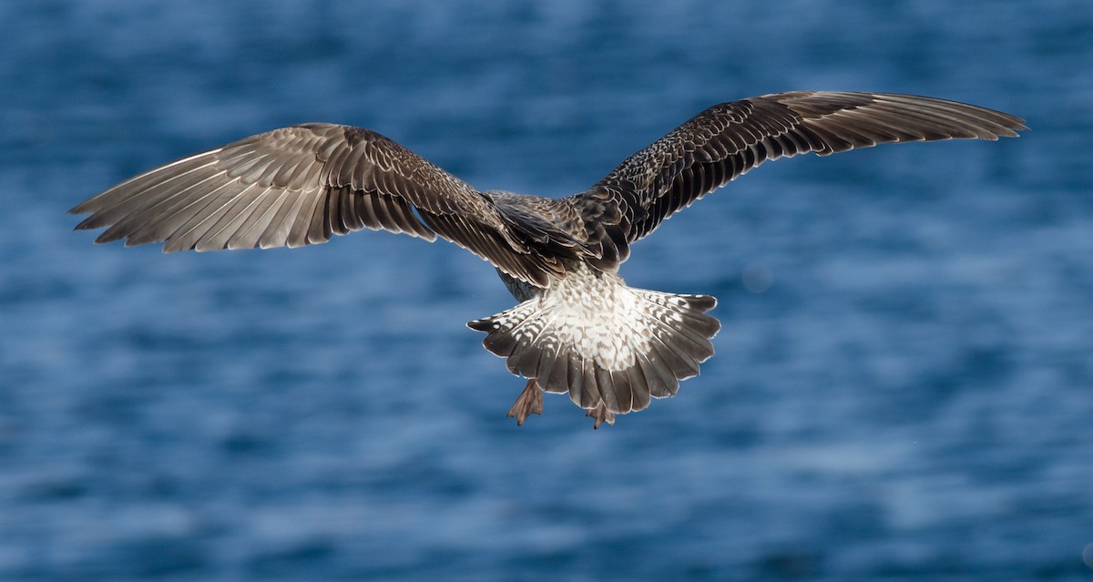 Lesser Black-backed Gull - ML614497216