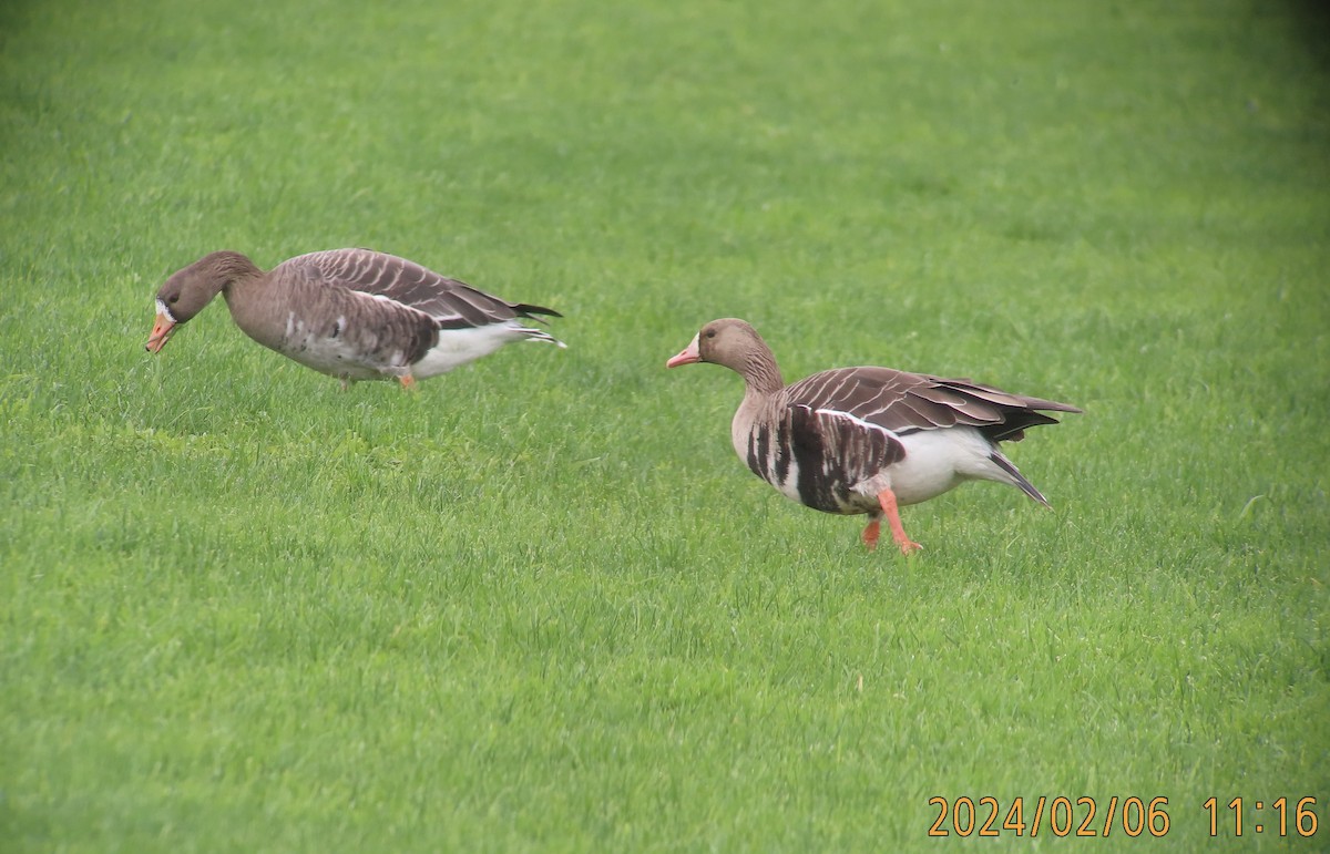 Greater White-fronted Goose - ML614497248