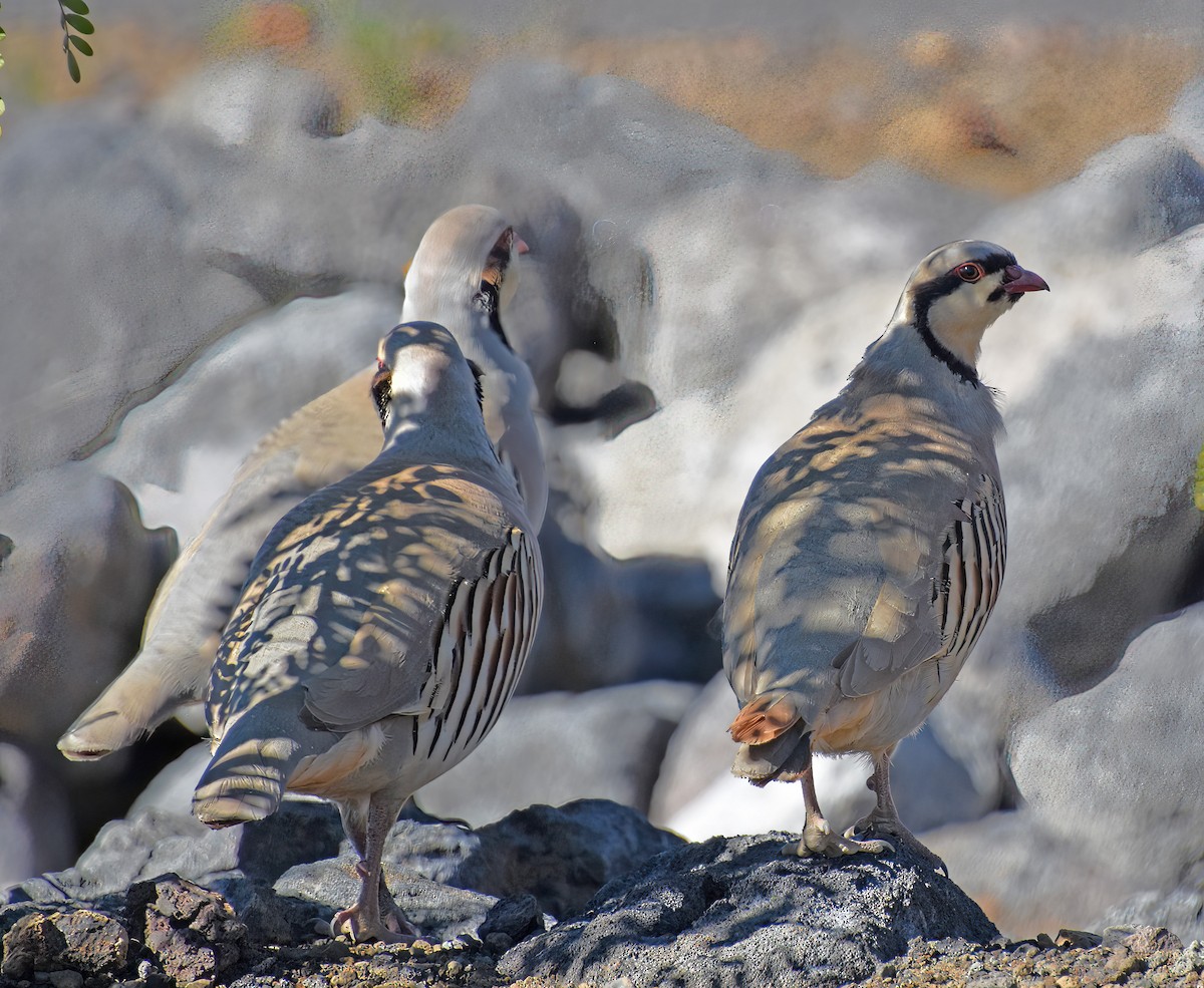 Chukar - ML614497359