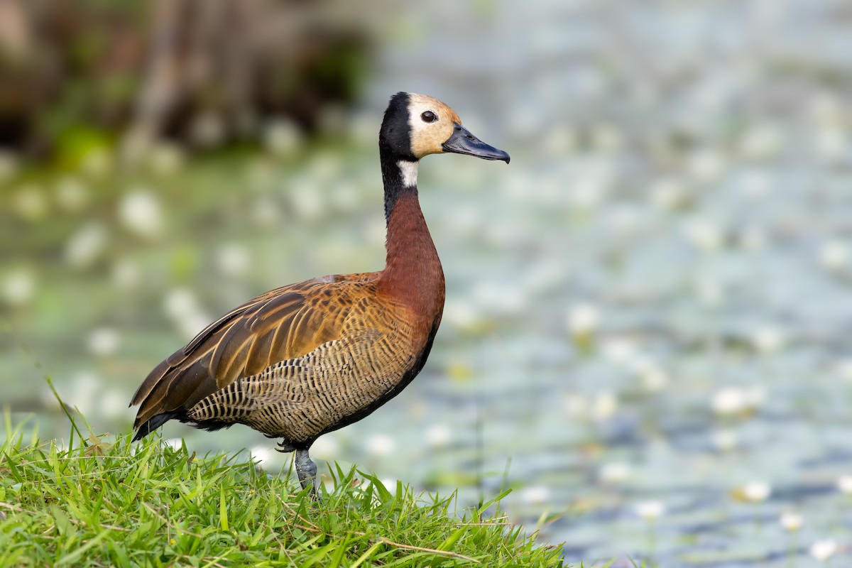White-faced Whistling-Duck - Carlos Cabal