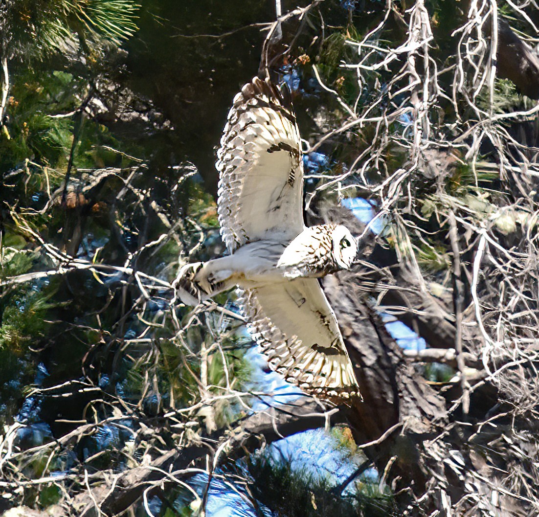 Short-eared Owl - ML614497409