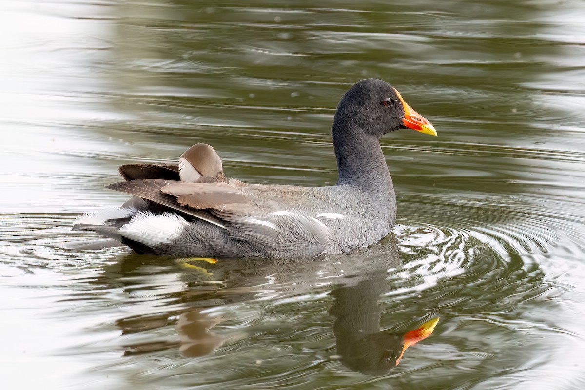 Common Gallinule - Carlos Cabal