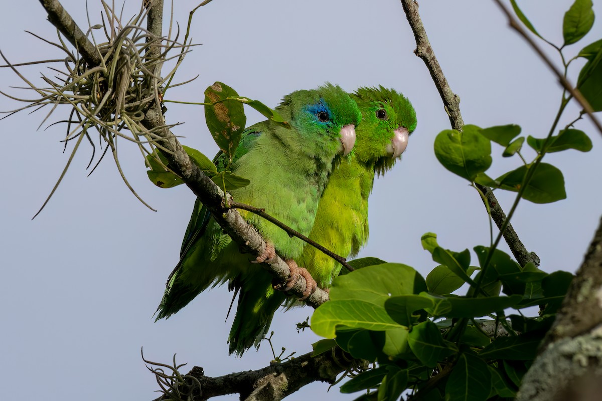 Spectacled Parrotlet - Carlos Cabal