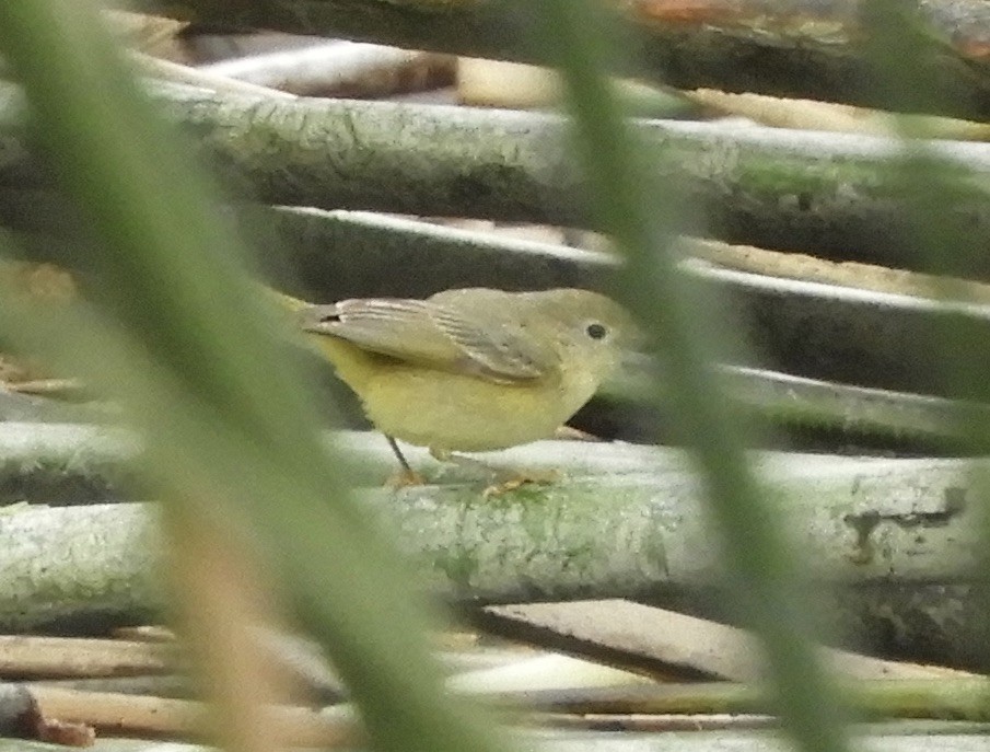 Paruline jaune - ML614497542