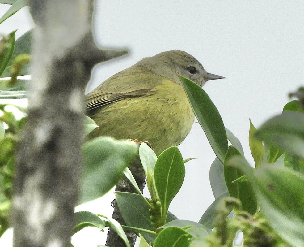 Orange-crowned Warbler (Gray-headed) - ML614497562