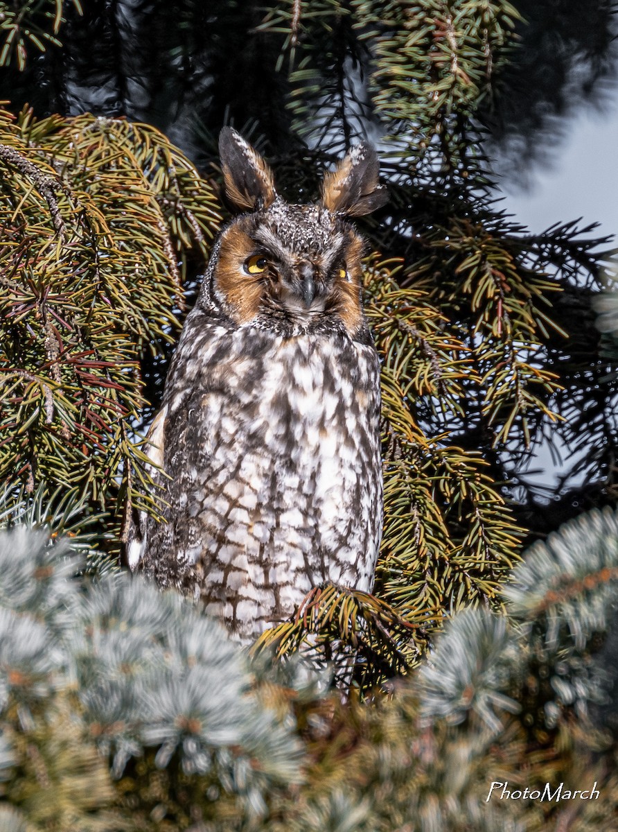 Long-eared Owl - ML614497588