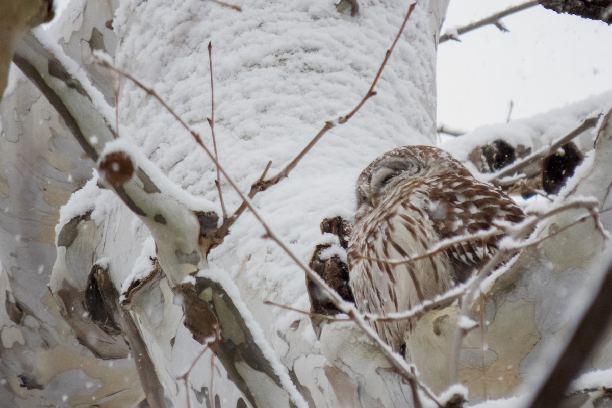 Barred Owl - Trevor Zook