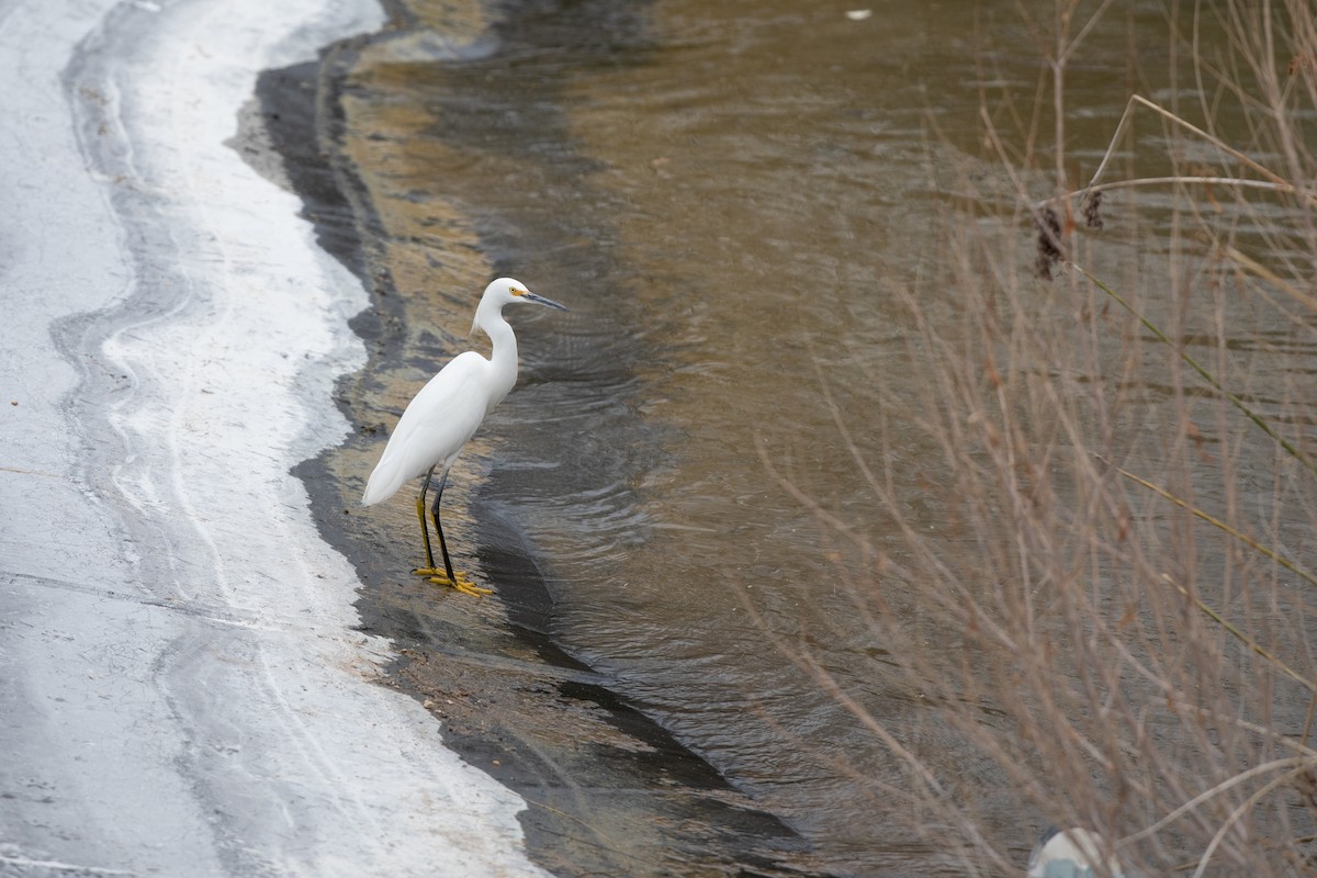 Snowy Egret - ML614497716