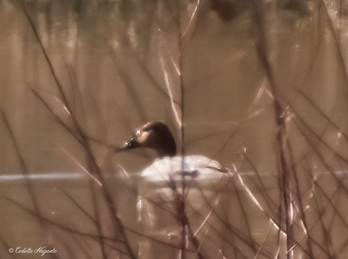 Canvasback - ML614497722