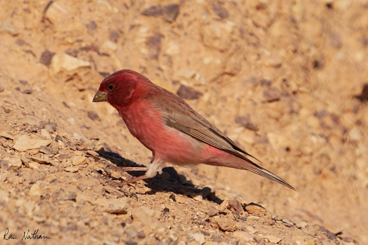 Sinai Rosefinch - ML614497737