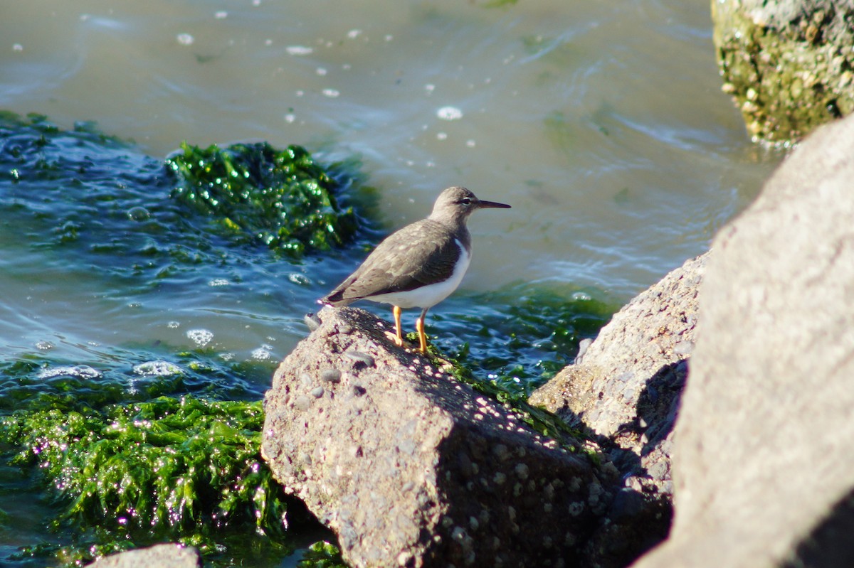 Spotted Sandpiper - Daniel Traub