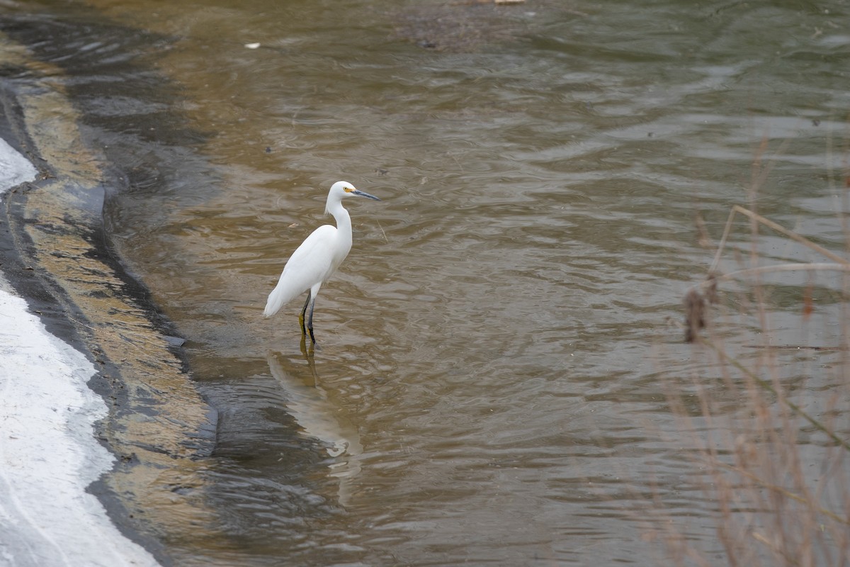 Snowy Egret - ML614497758