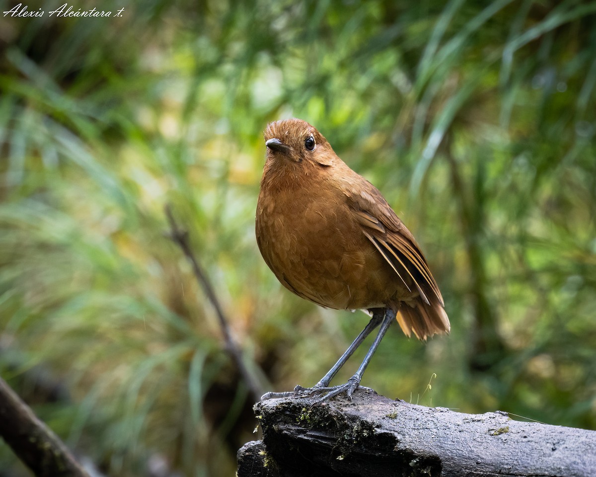 Junínameisenpitta - ML614497809