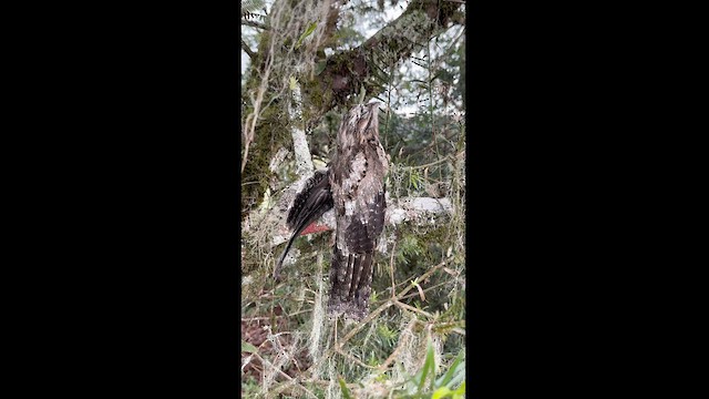 Common Potoo - ML614497811