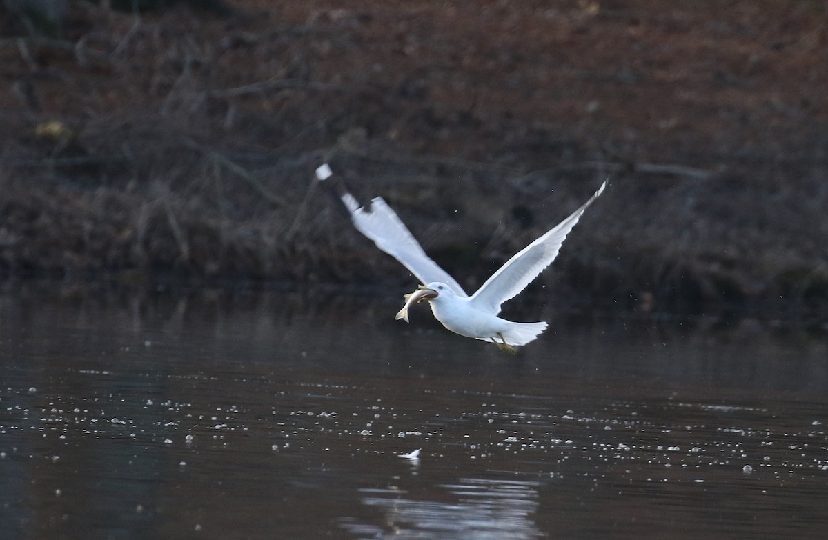 Ring-billed Gull - ML614498000