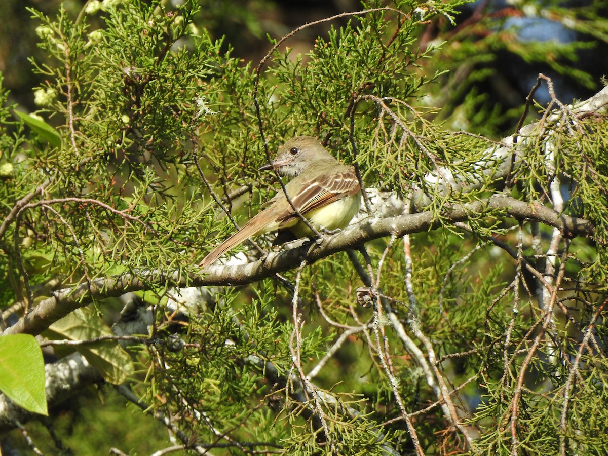 Great Crested Flycatcher - ML614498055