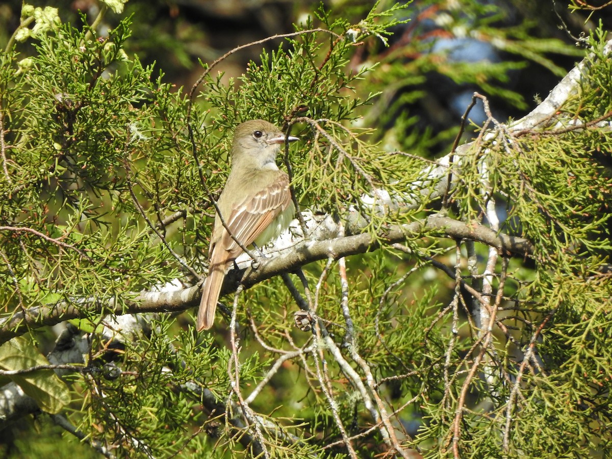 Great Crested Flycatcher - ML614498056