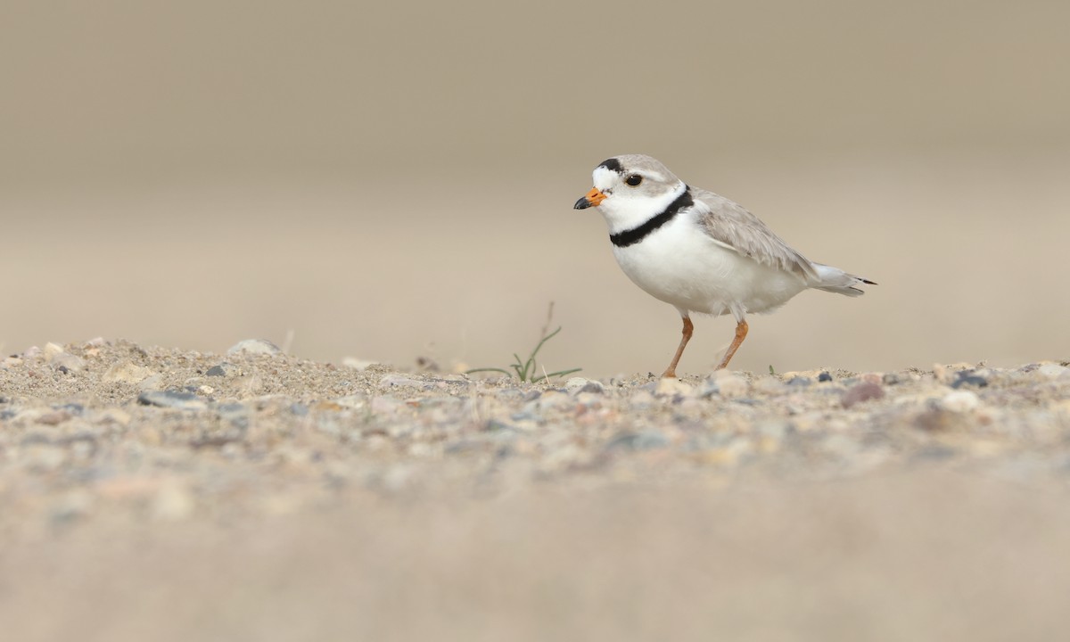 Piping Plover - ML614498089