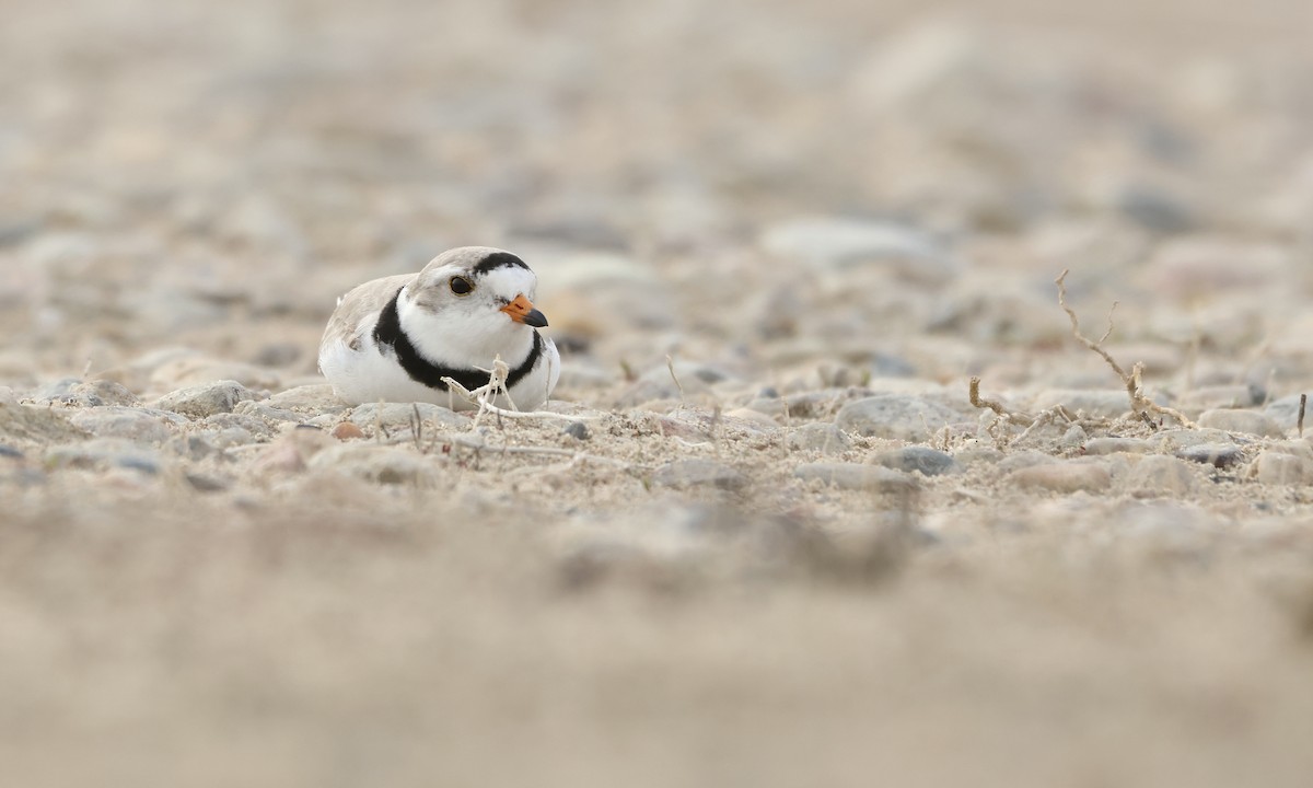 Piping Plover - ML614498092
