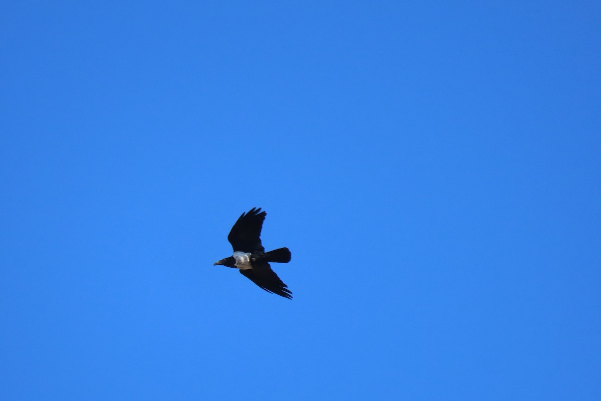 Pied Crow - Javier Garrido Romero