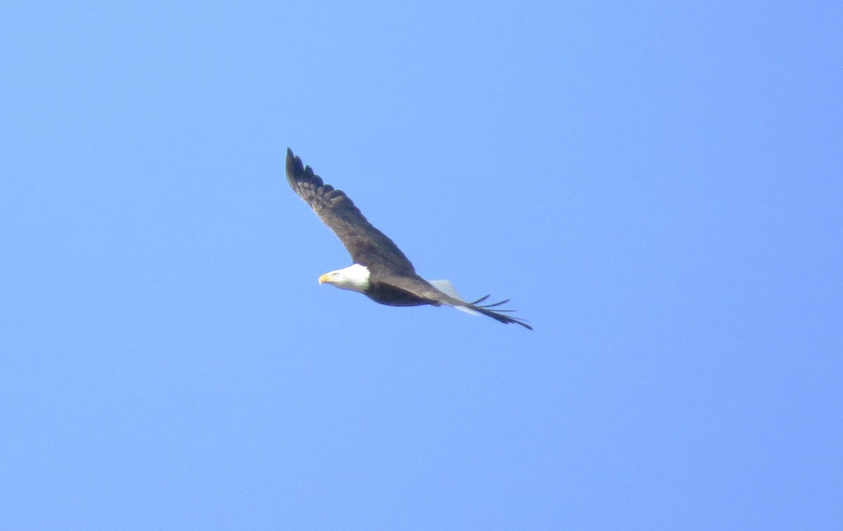 Белоголовый орлан - ML614498106