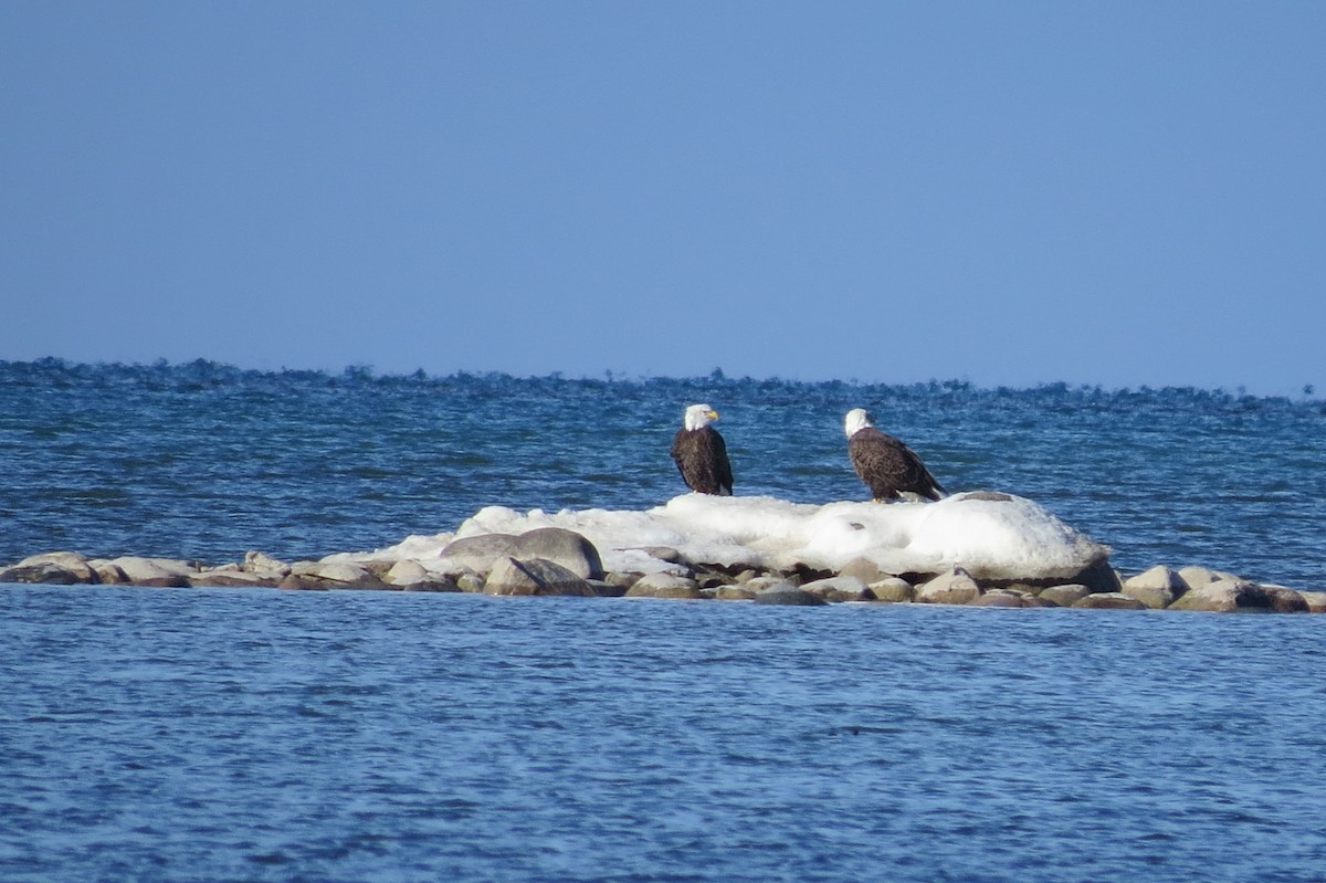 Bald Eagle - ML614498107