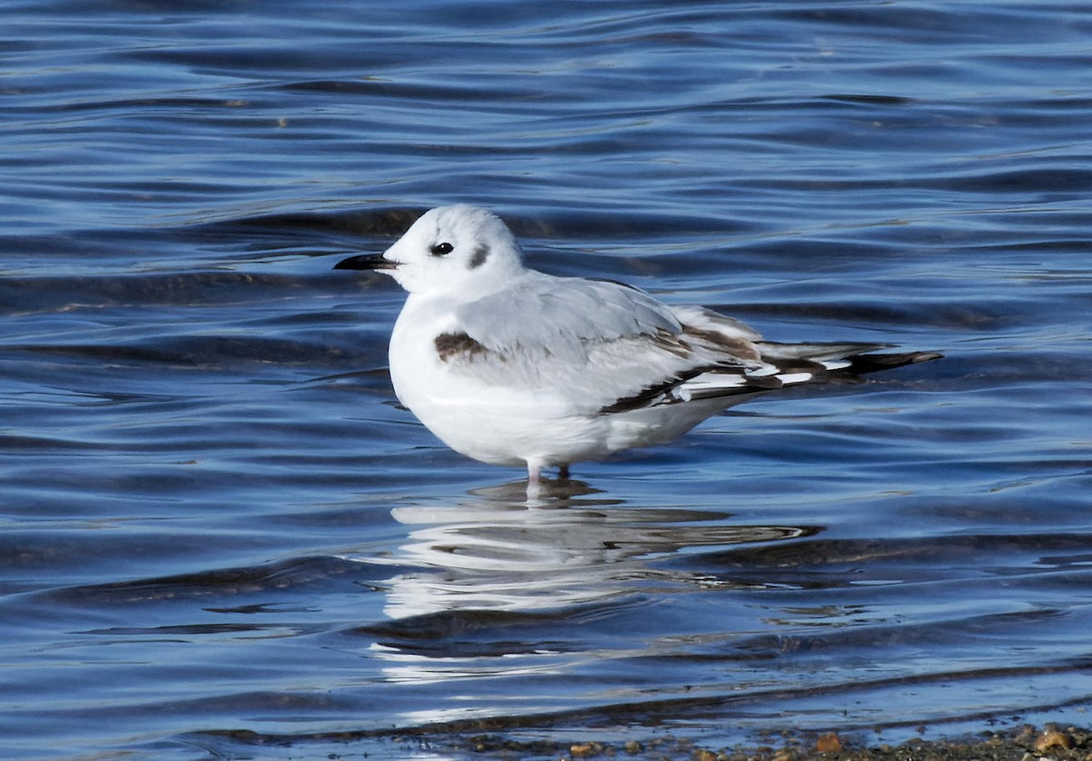 Bonaparte's Gull - ML614498116