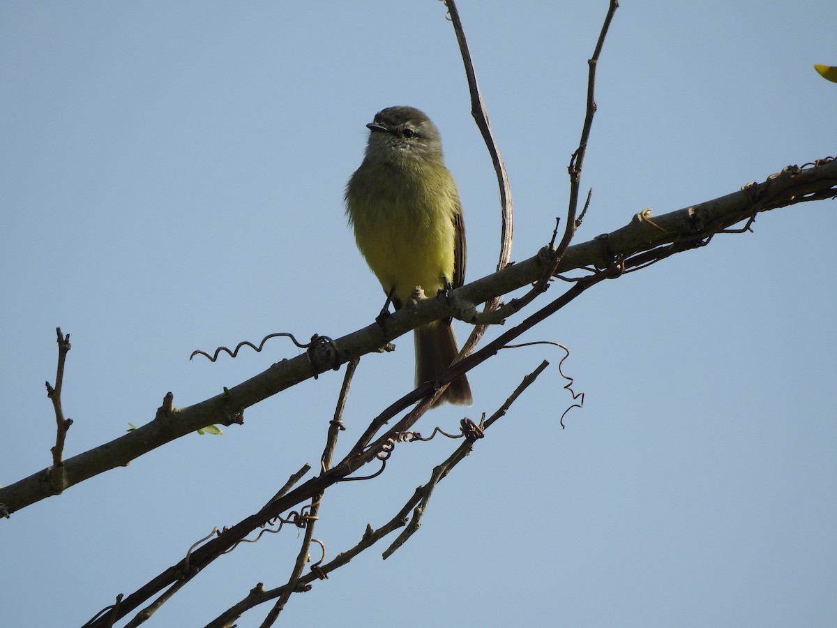 Sooty-headed Tyrannulet - ML614498117