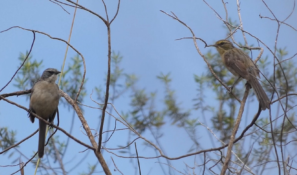 Long-tailed Reed Finch - ML614498127