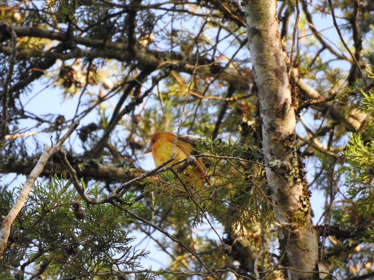 Summer Tanager - ML614498130