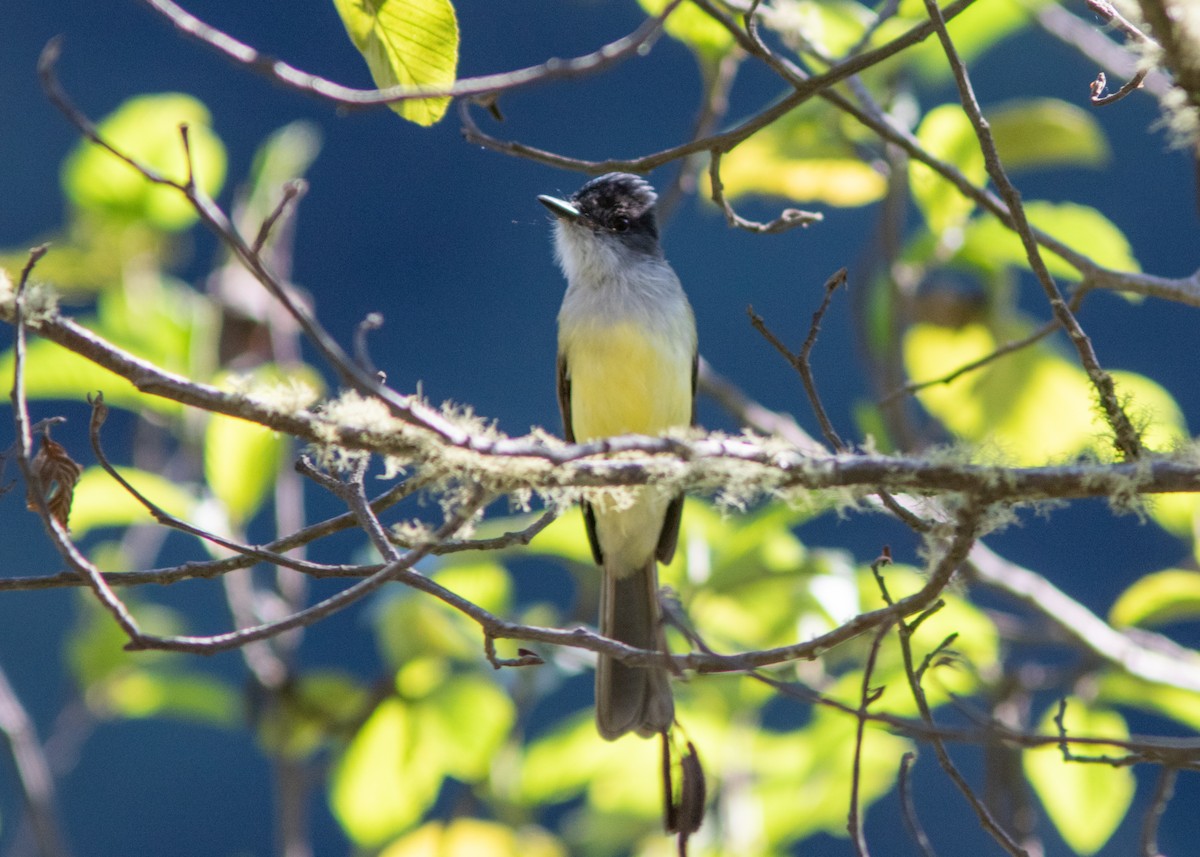 Dusky-capped Flycatcher - ML614498137