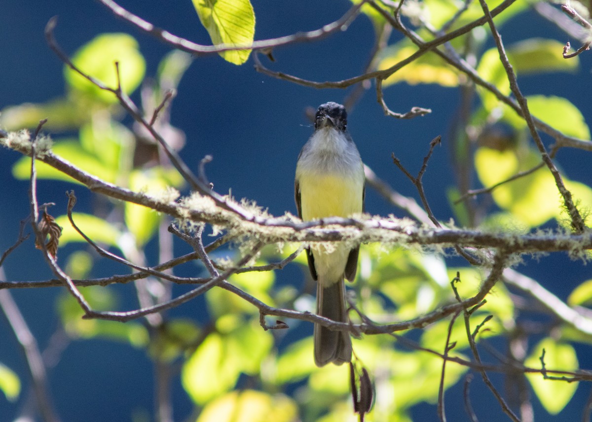 Dusky-capped Flycatcher - ML614498139