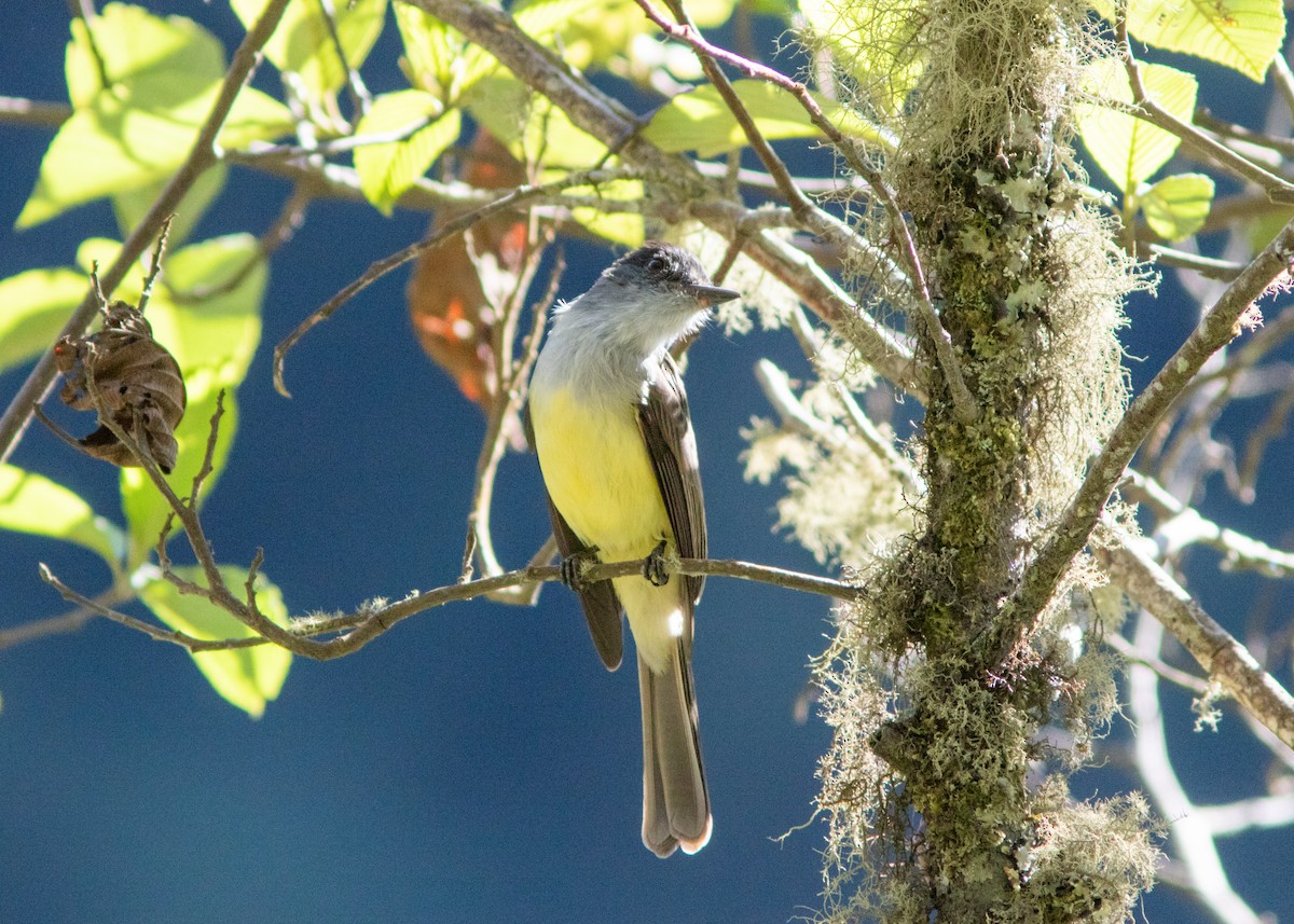 Dusky-capped Flycatcher - ML614498145