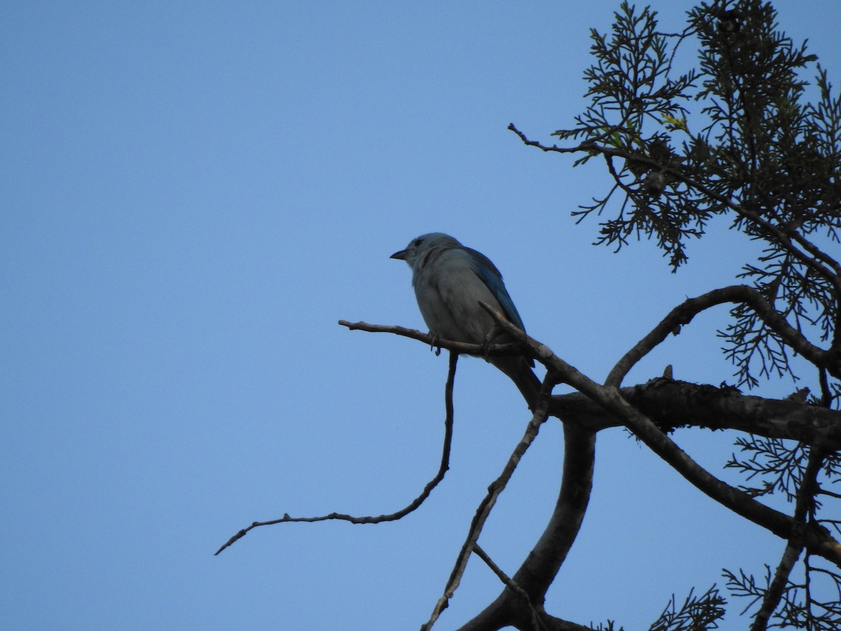 Blue-gray Tanager - ML614498160
