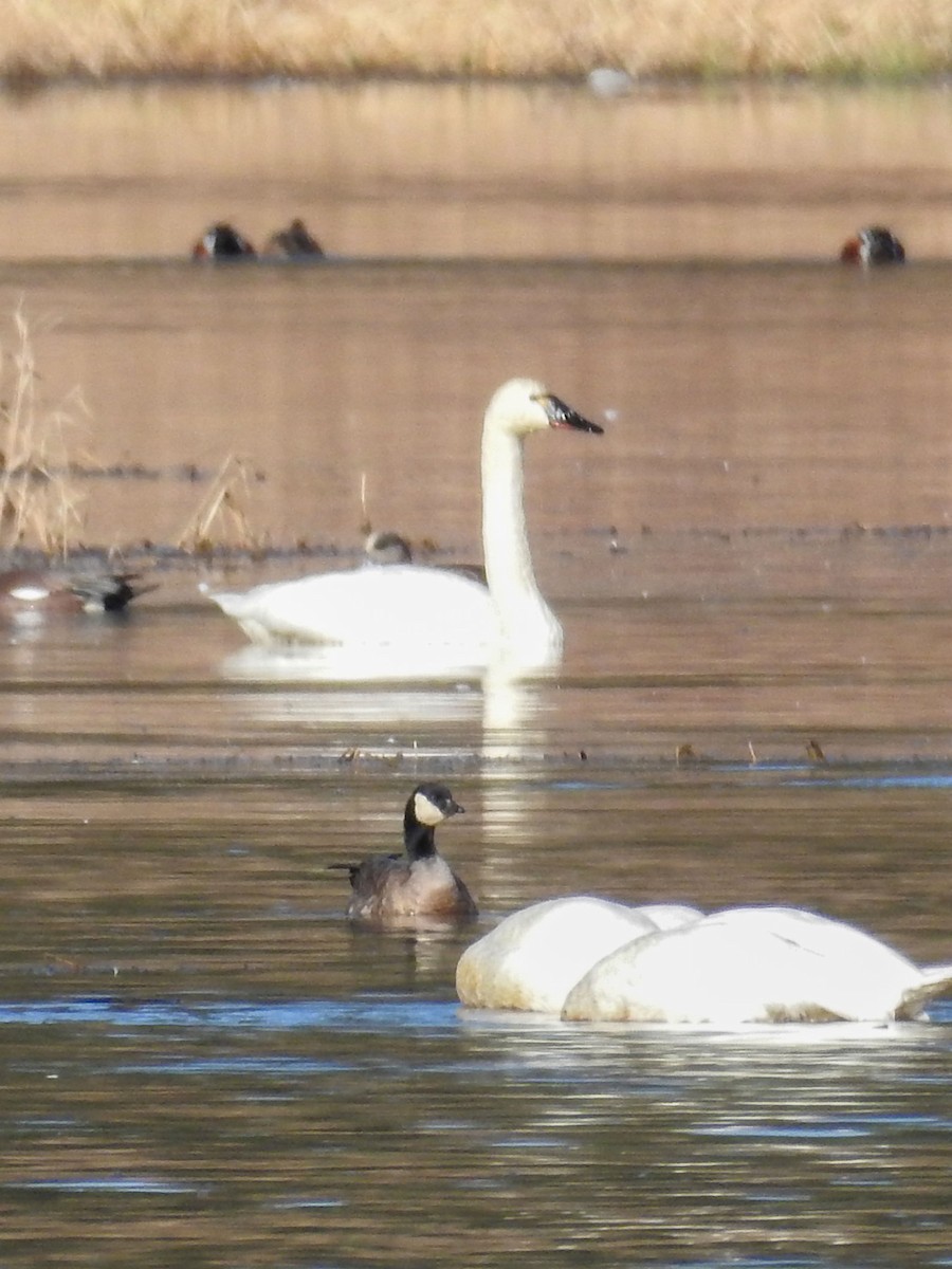 Tundra Swan - ML614498180