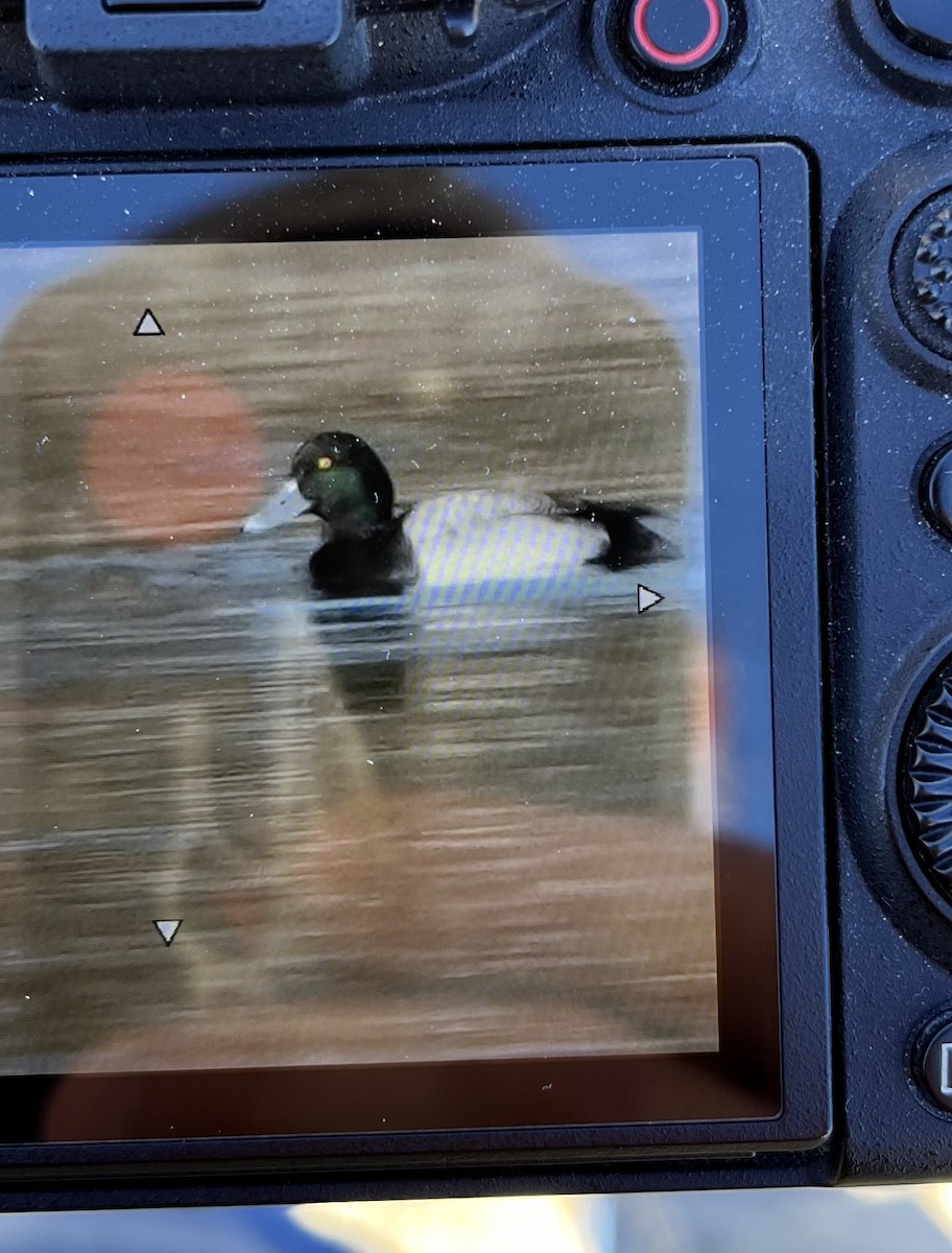Greater Scaup - ML614498256