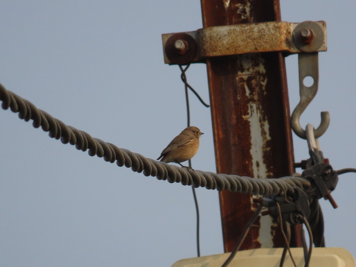 Pied Bushchat - ML614498265