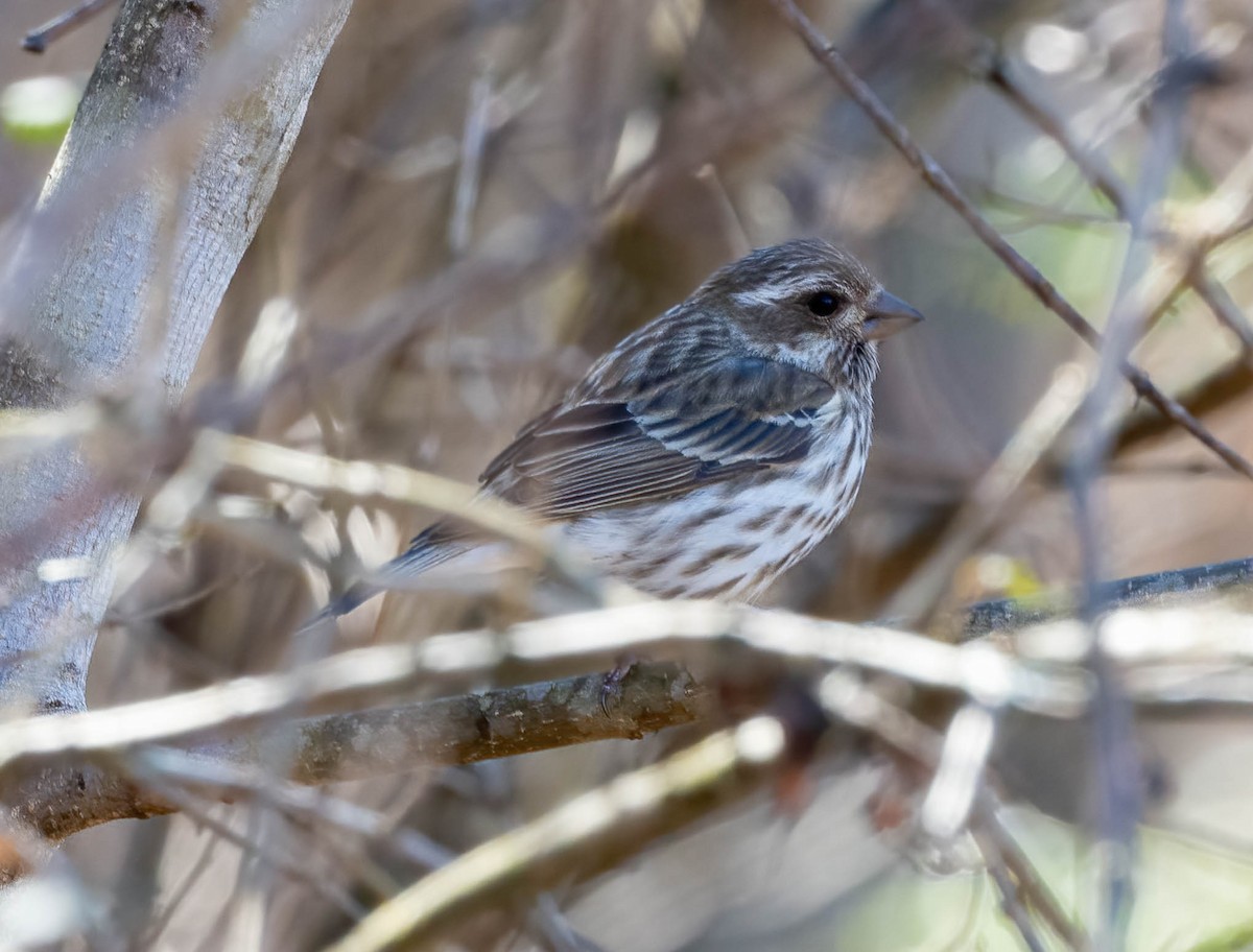 Purple Finch - Eric Bodker