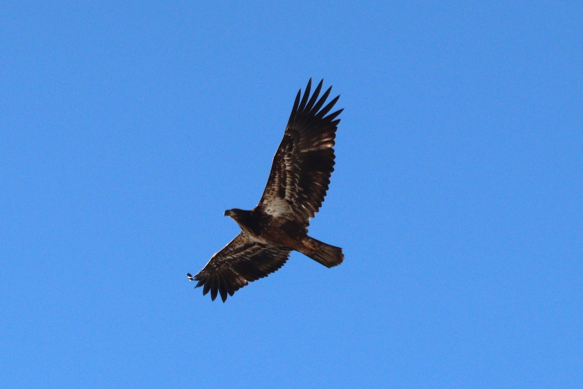 Bald Eagle - Sharon Nethercott