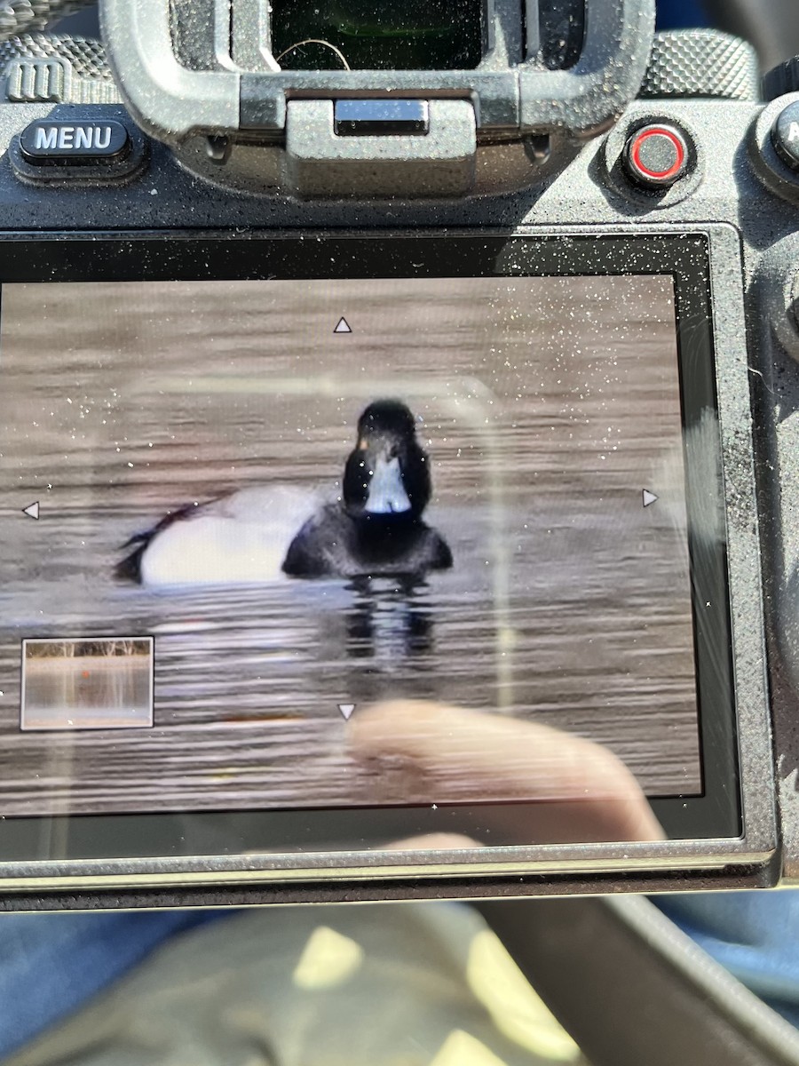Greater Scaup - ML614498315